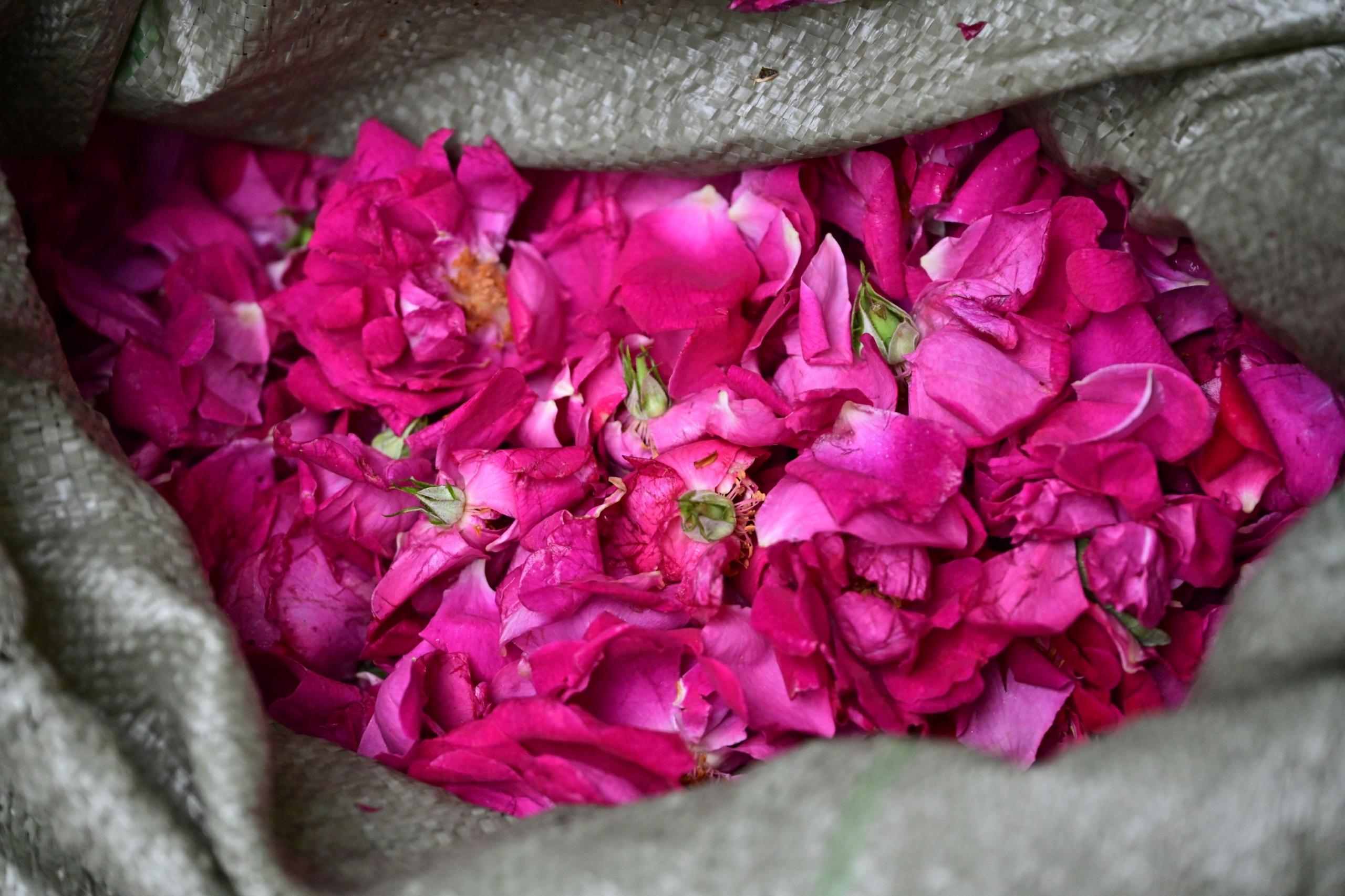 – 《鲜花饼店的玫瑰》[16P]