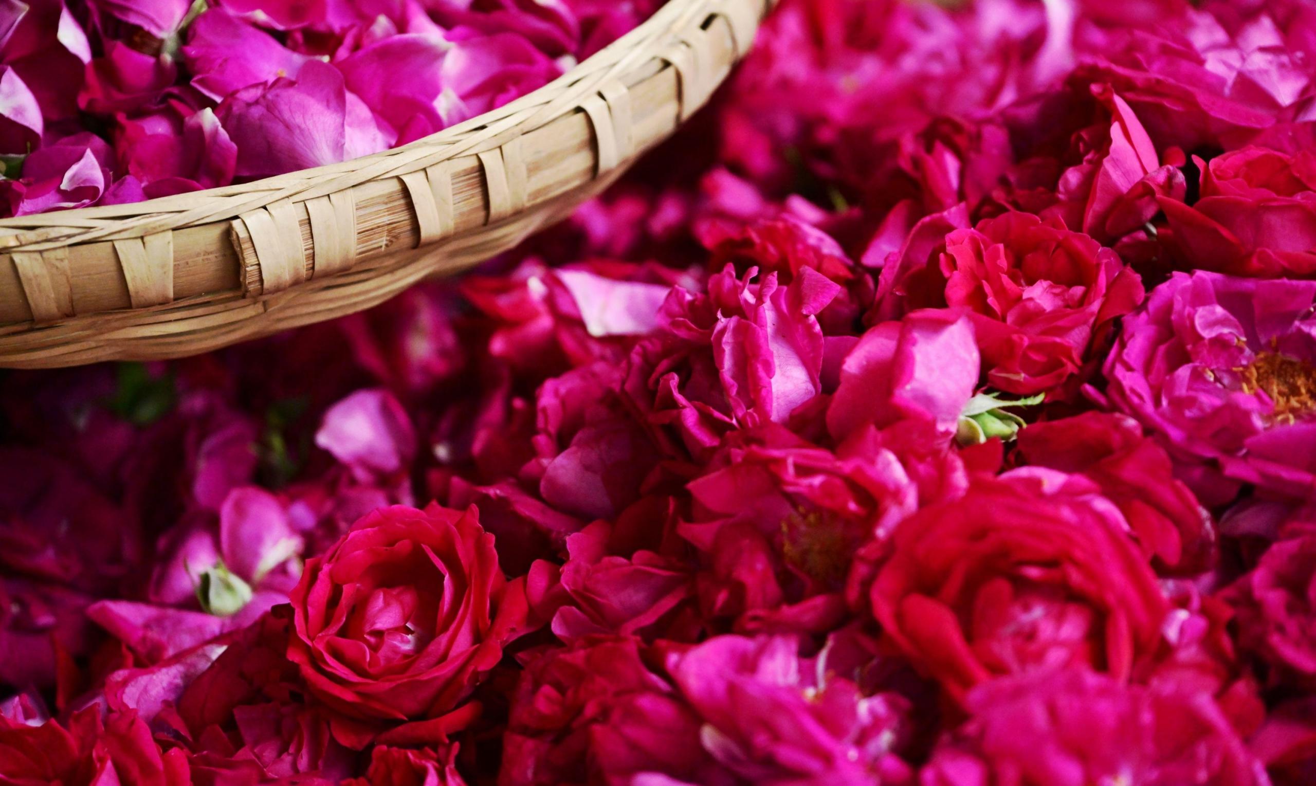 – 《鲜花饼店的玫瑰》[16P]