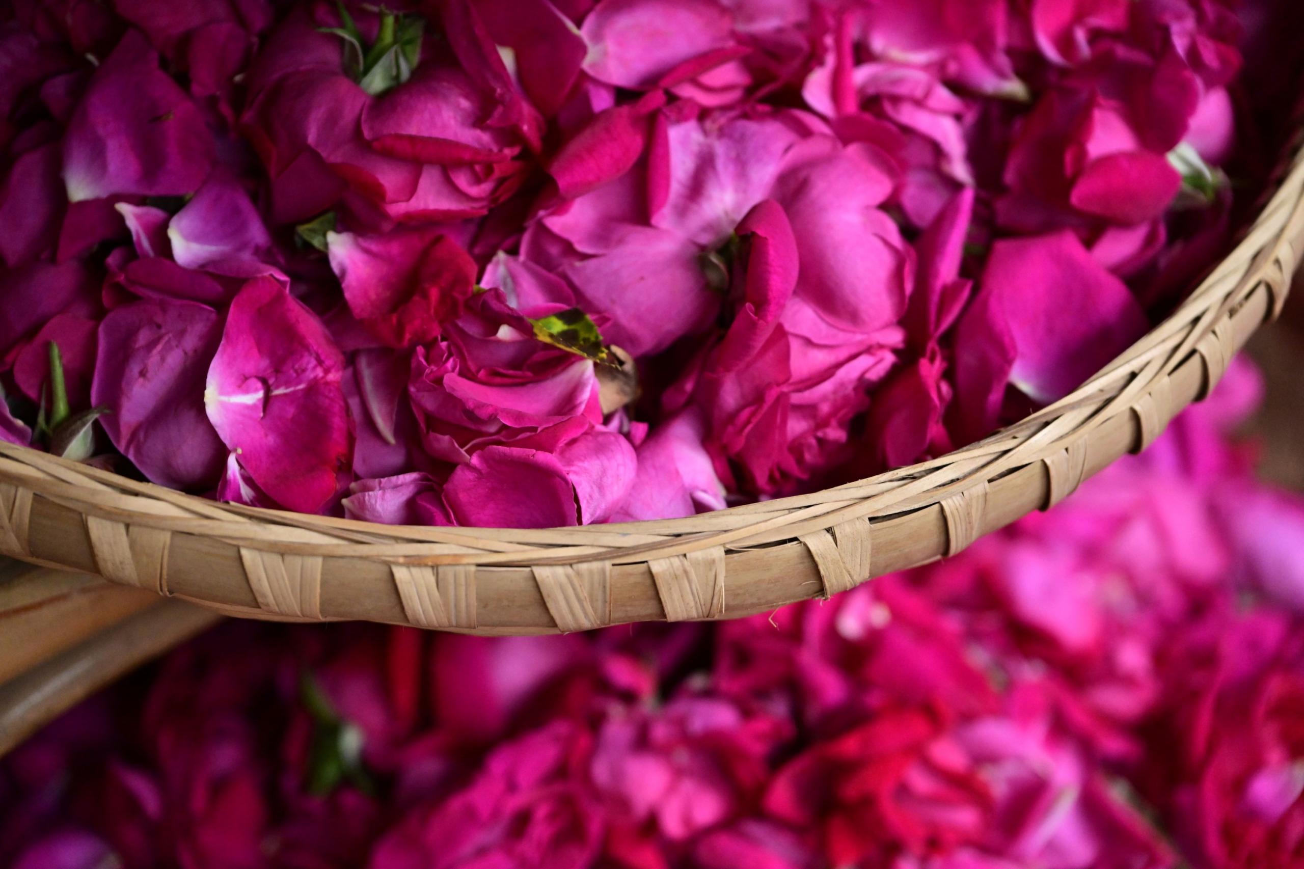 – 《鲜花饼店的玫瑰》[16P]