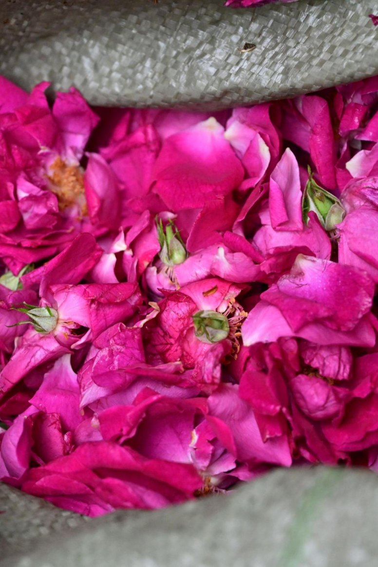 – 《鲜花饼店的玫瑰》[16P]